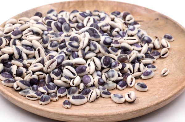 Purple Top Cowrie Shells - 1 Kg